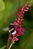  A009401croofm